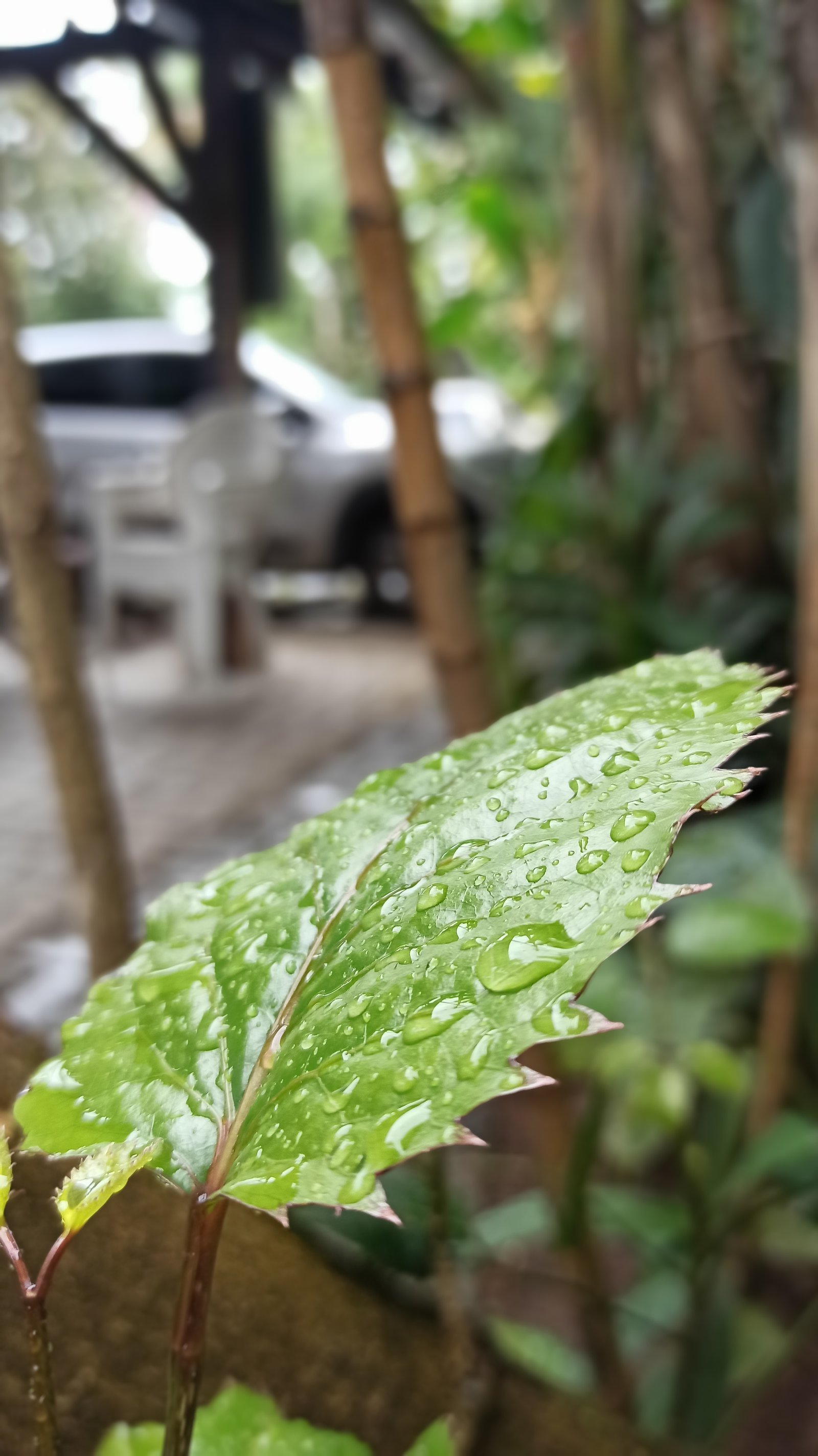 Hotel Natur Campeche - Foto 15