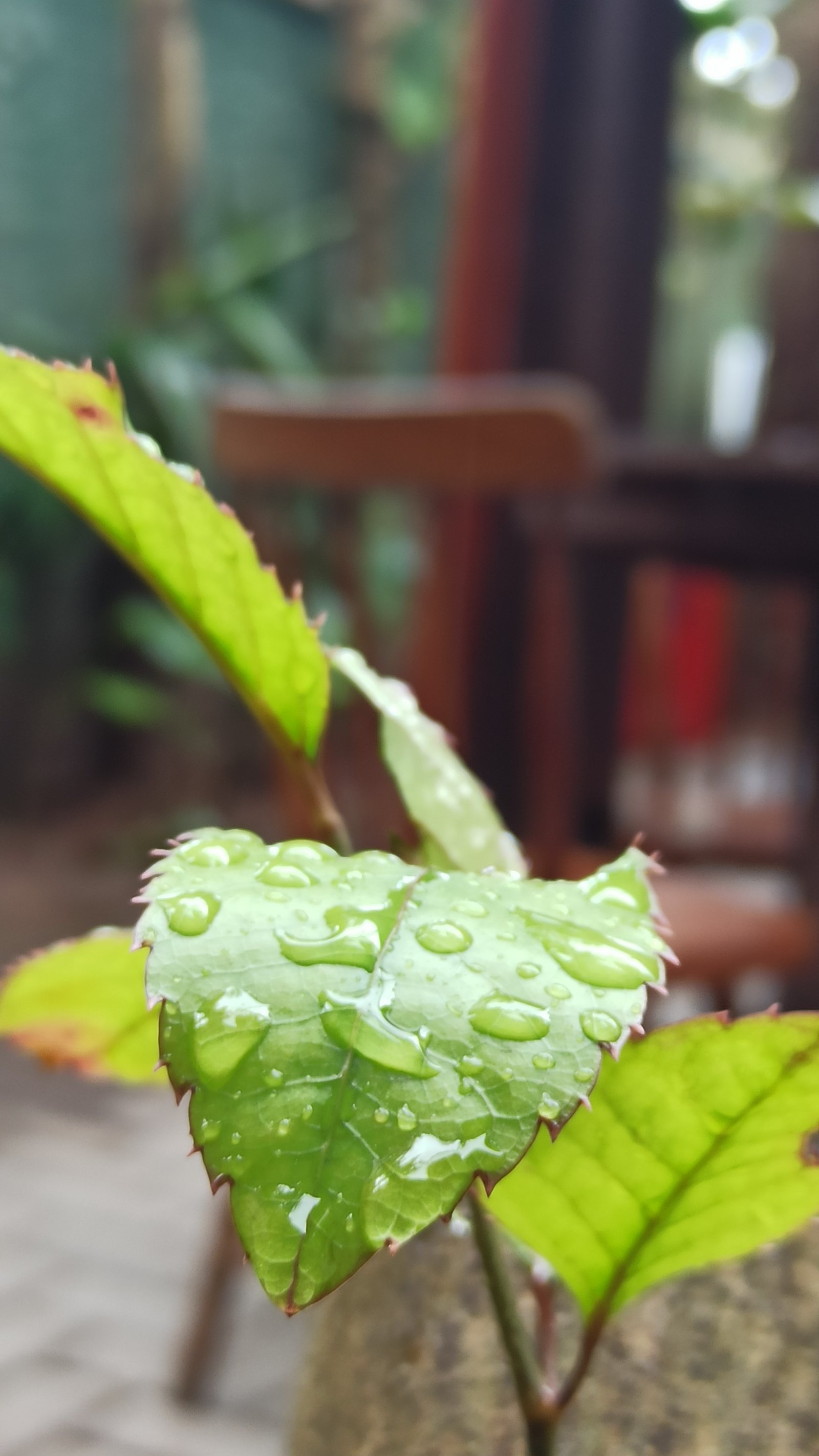 Hotel Natur Campeche - Foto 44