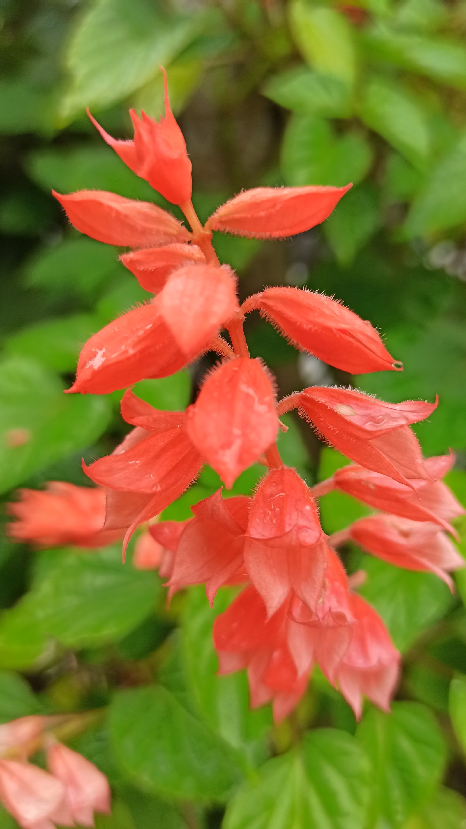 Hotel Natur Campeche - Foto 47