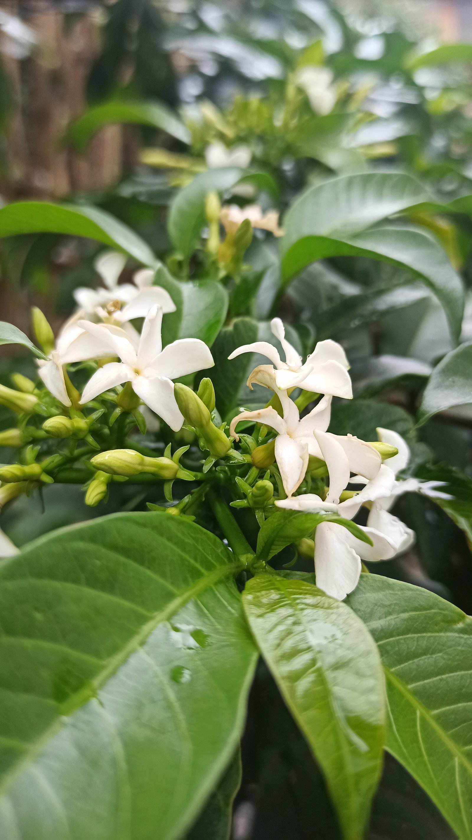 Hotel Natur Campeche - Foto 49