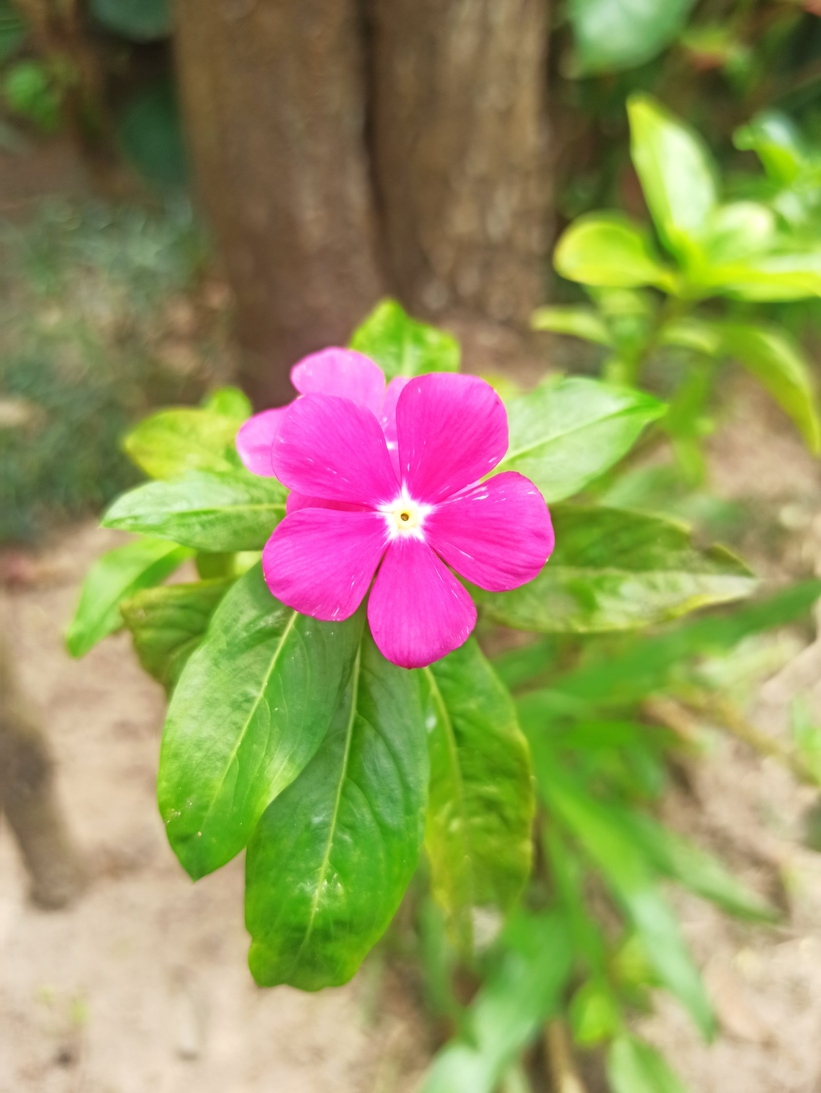 Hotel Natur Campeche - Foto 52