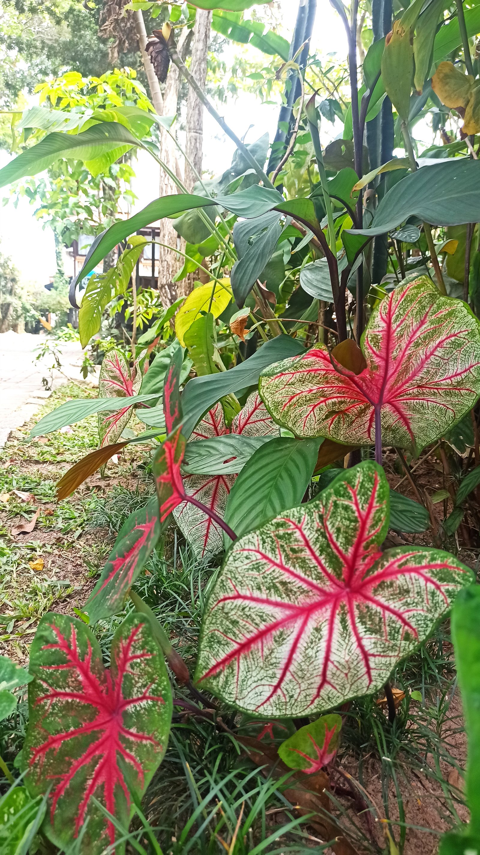 Hotel Natur Campeche - Foto 53
