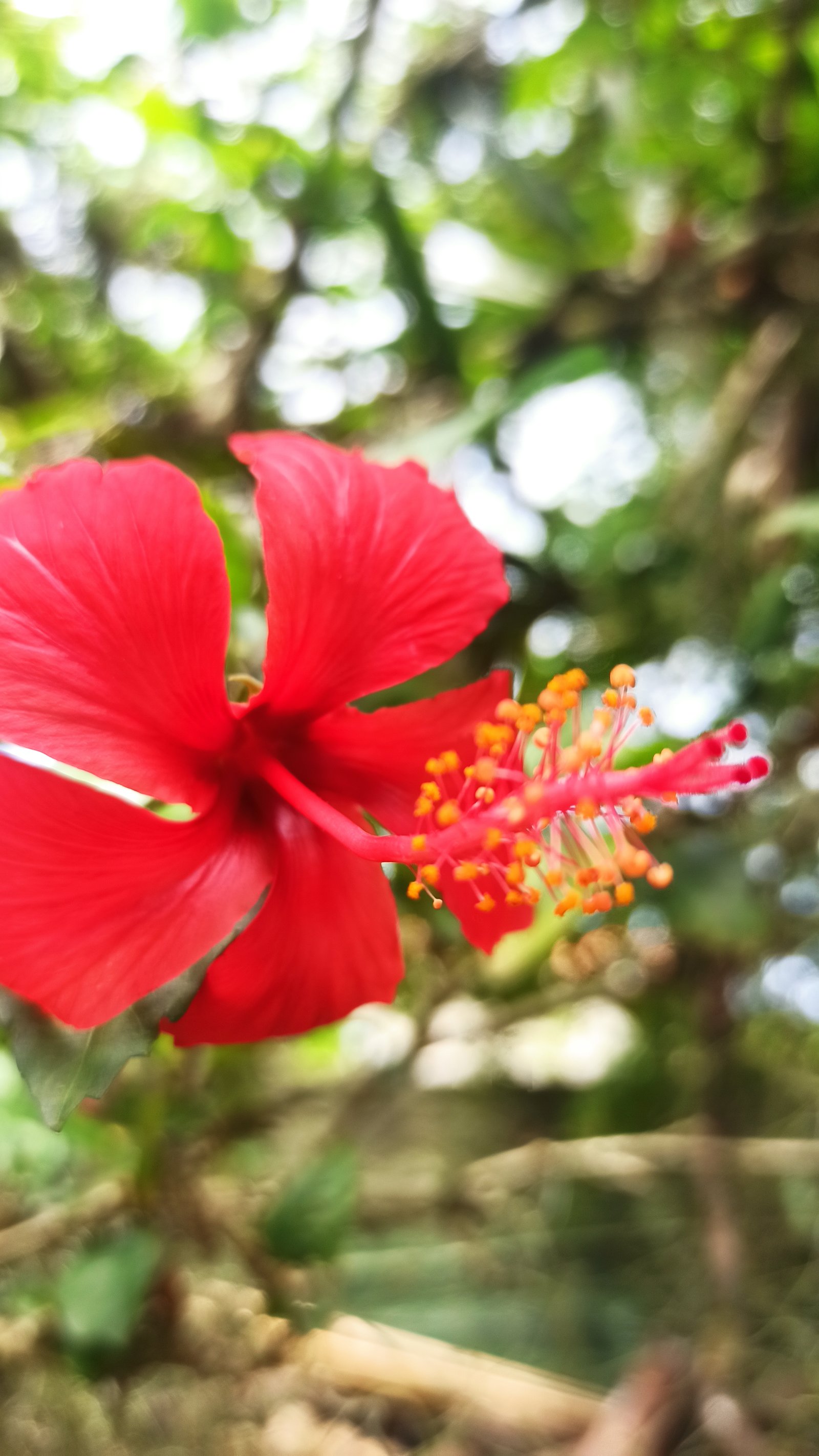 Hotel Natur Campeche - Foto 54