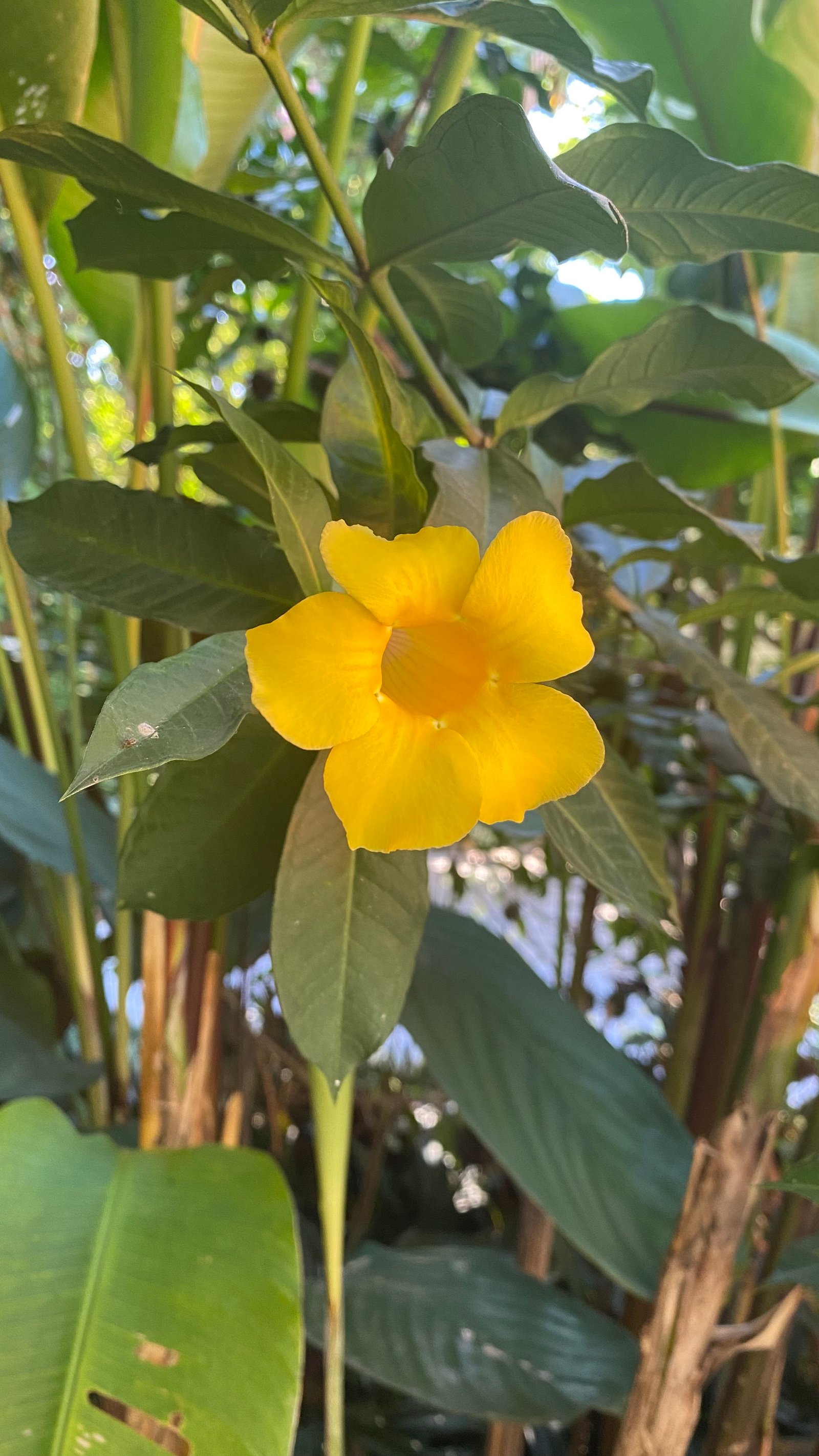 Hotel Natur Campeche - Foto 69