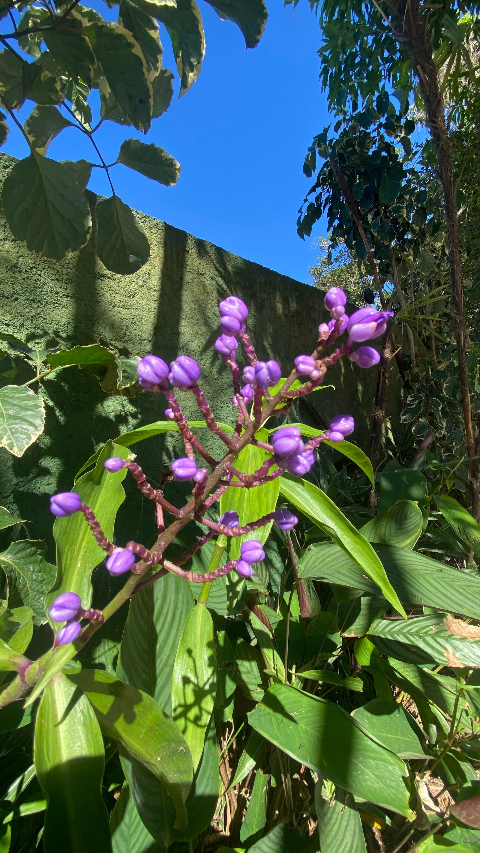 Hotel Natur Campeche - Foto 73
