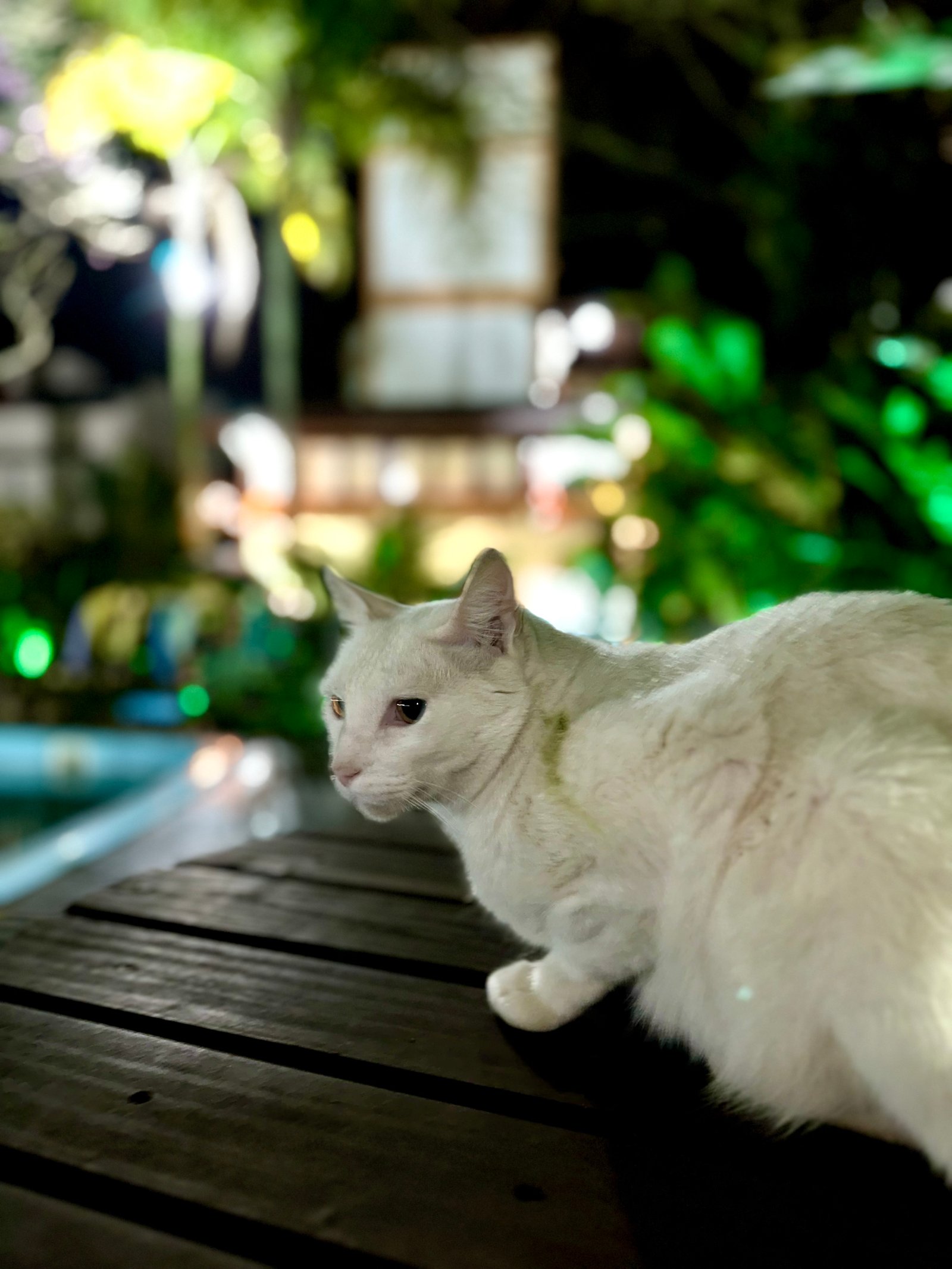 Hotel Natur Campeche - Foto 88