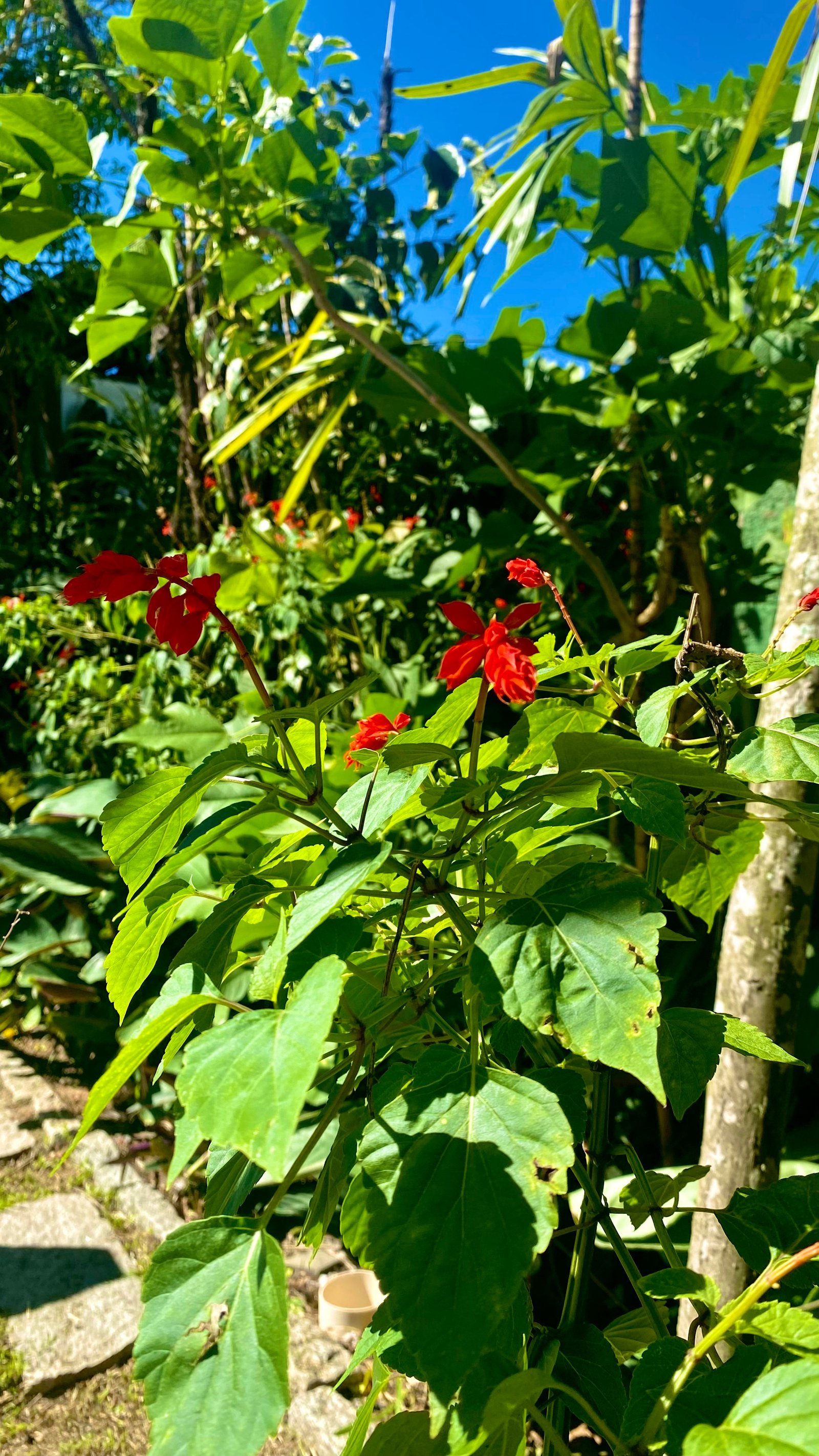 Hotel Natur Campeche - Foto 134