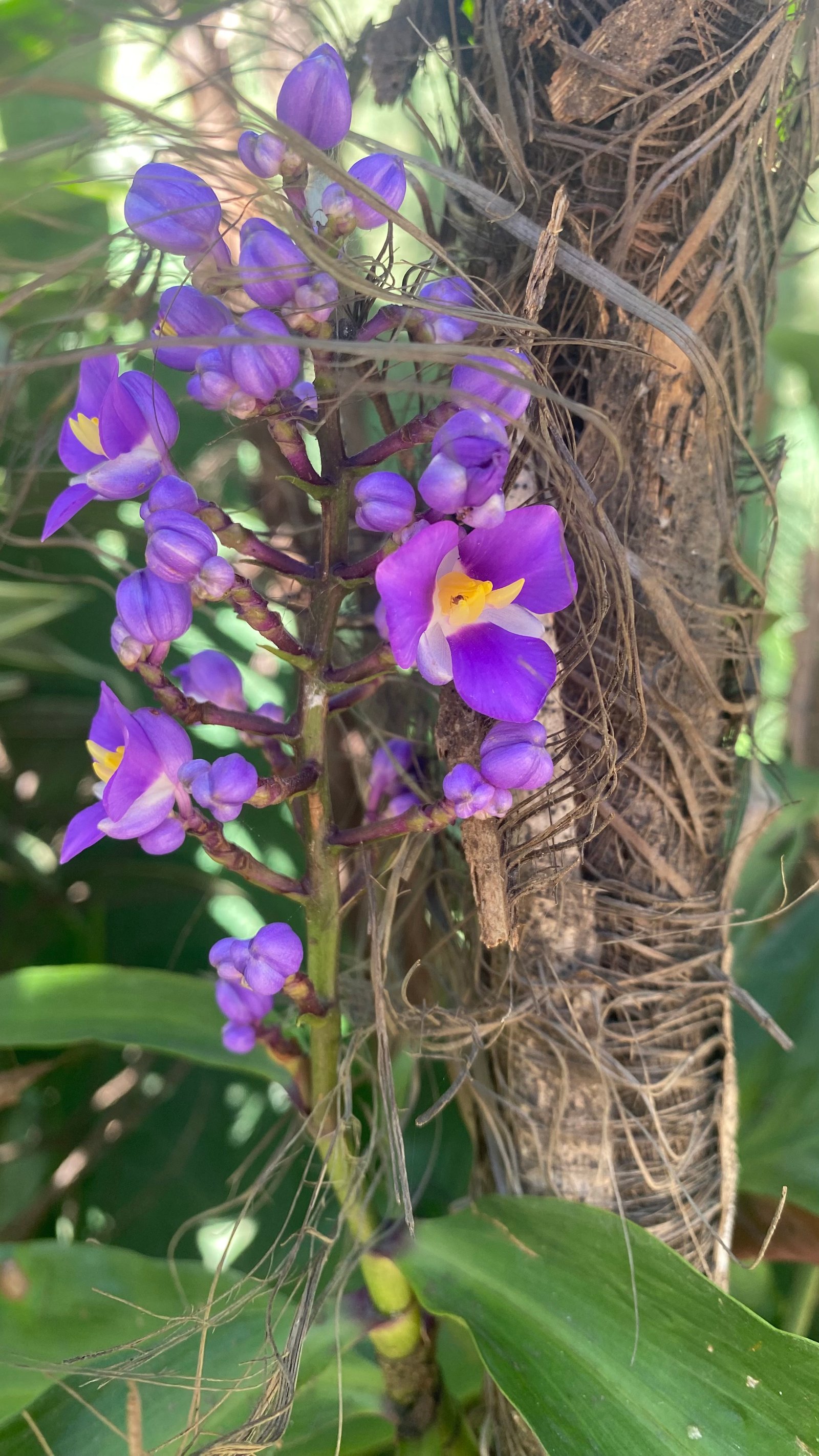 Hotel Natur Campeche - Foto 139
