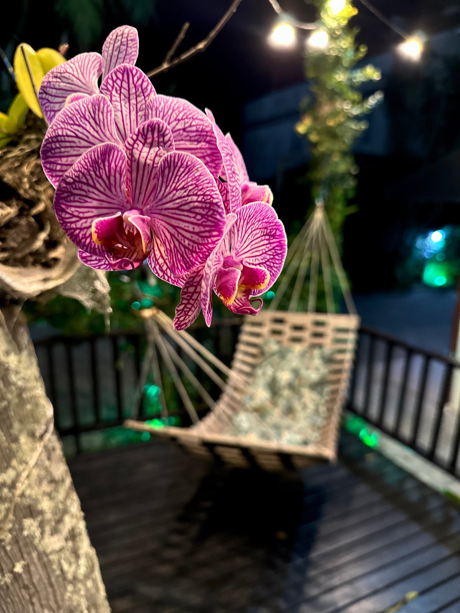 Jardim com redes do Hotel Natur Campeche 5